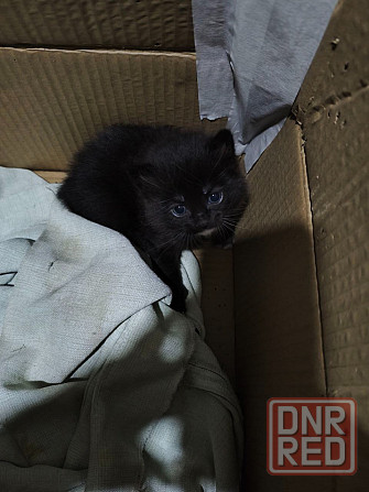 Отдам котят в добрые руки Донецк - изображение 2