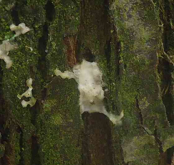 'Пробабушка' казашка хлебом Донецк