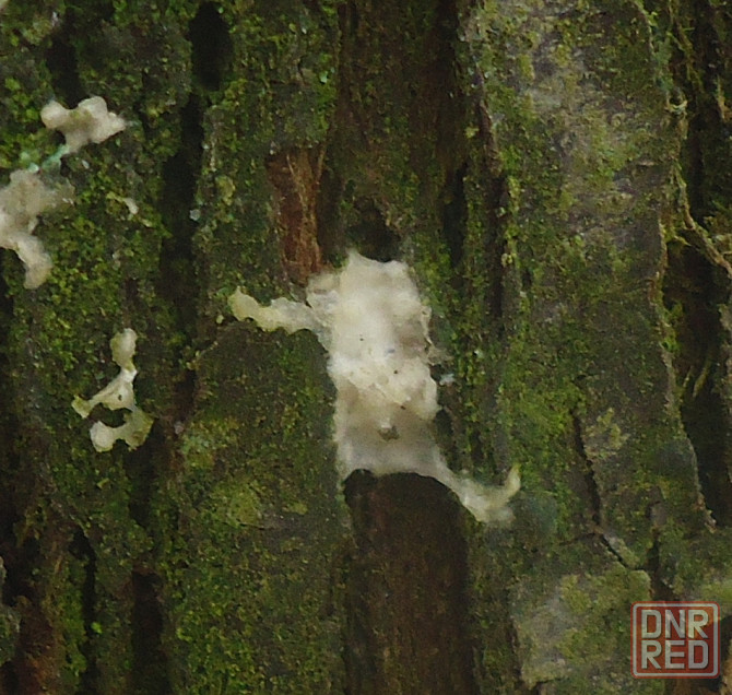 'Пробабушка' казашка хлебом Донецк - изображение 1
