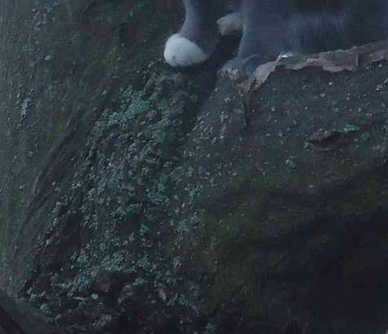 Психолог тютю мног раз служіл Донецк