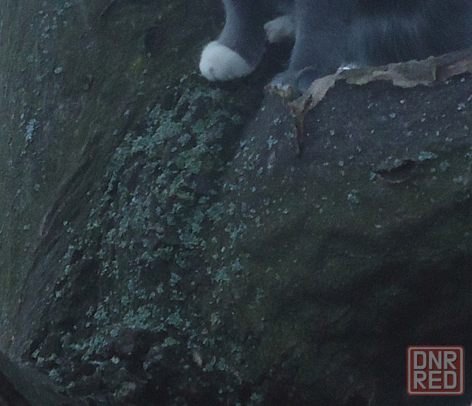 Психолог тютю мног раз служіл Донецк - изображение 1