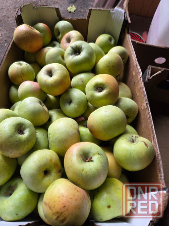 Продаем яблоки Мариуполь - изображение 4