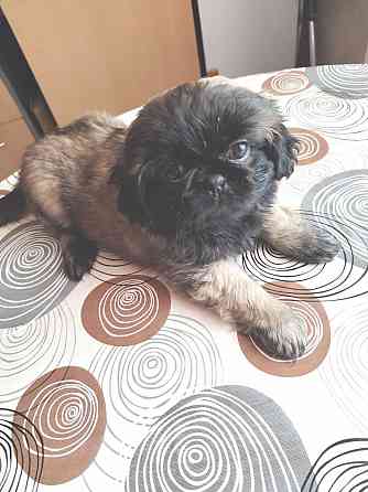 Продам Пекинес Донецк