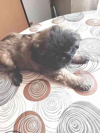 Продам Пекинес Донецк