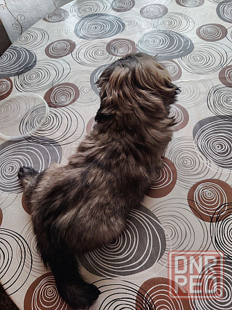 Продам Пекинес Донецк - изображение 1