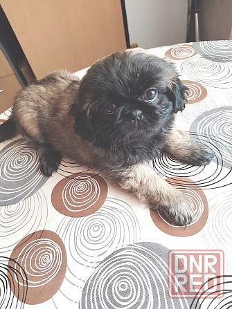 Продам Пекинес Донецк - изображение 3