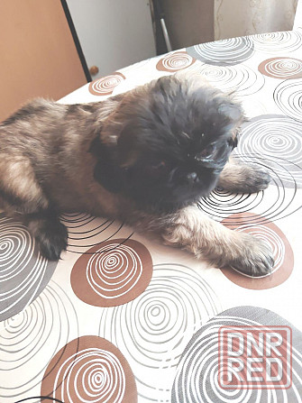 Продам Пекинес Донецк - изображение 2