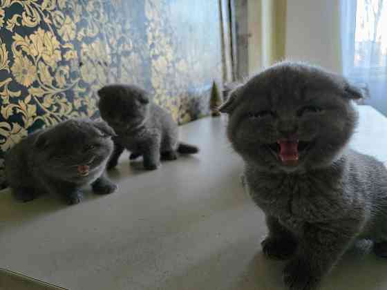 Шикарные эксклюзивные Британо-Шотладские котятки в Донецке сейчас Донецк