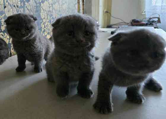 Шикарные эксклюзивные Британо-Шотладские котятки в Донецке сейчас Донецк