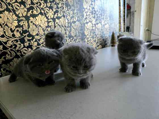 Шикарные эксклюзивные Британо-Шотладские котятки в Донецке сейчас Донецк
