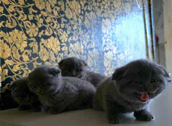 Шикарные эксклюзивные Британо-Шотладские котятки в Донецке сейчас Донецк