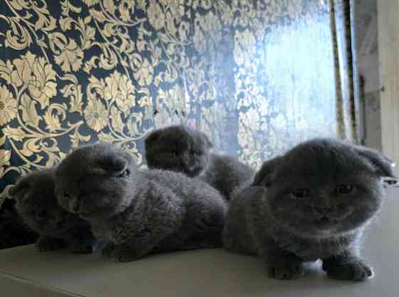 Шикарные эксклюзивные Британо-Шотладские котятки в Донецке сейчас Донецк