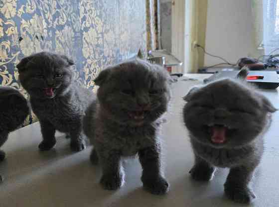 Шикарные эксклюзивные Британо-Шотладские котятки в Донецке сейчас Донецк