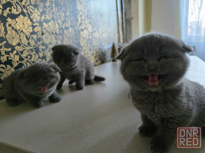 Шикарные эксклюзивные Британо-Шотладские котятки в Донецке сейчас Донецк - изображение 3