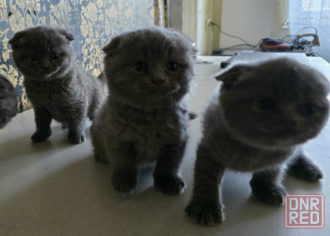 Шикарные эксклюзивные Британо-Шотладские котятки в Донецке сейчас Донецк - изображение 2