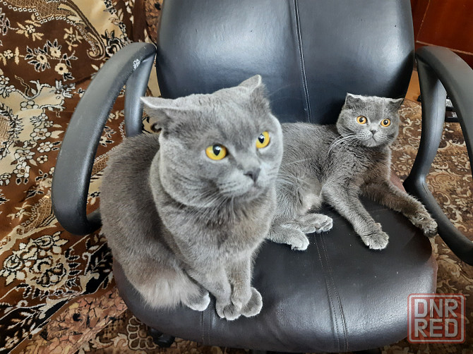 Шикарные эксклюзивные Британо-Шотладские котятки в Донецке сейчас Донецк - изображение 8