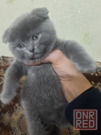 Шикарные эксклюзивные Британо-Шотладские котятки в Донецке сейчас Донецк - изображение 7