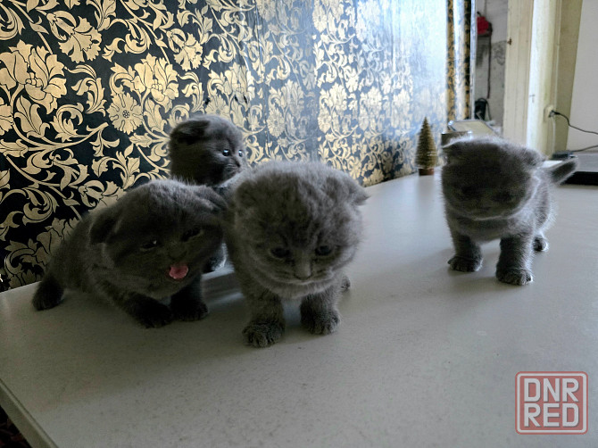 Шикарные эксклюзивные Британо-Шотладские котятки в Донецке сейчас Донецк - изображение 4