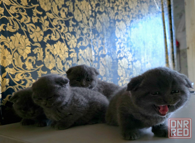 Шикарные эксклюзивные Британо-Шотладские котятки в Донецке сейчас Донецк - изображение 6