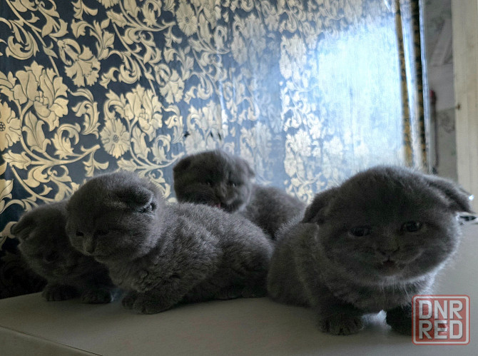 Шикарные эксклюзивные Британо-Шотладские котятки в Донецке сейчас Донецк - изображение 5