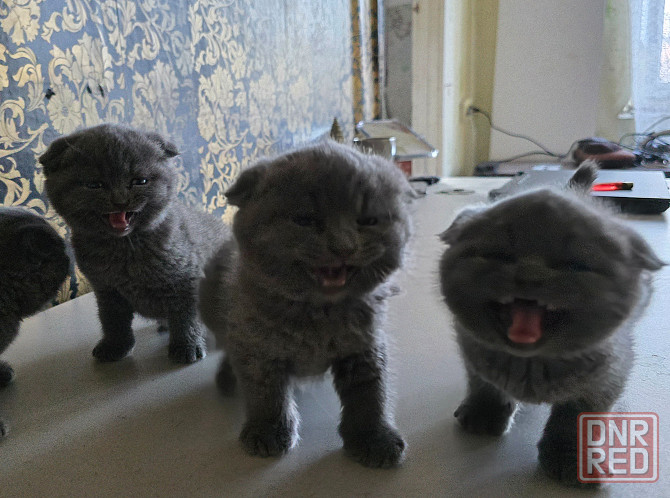 Шикарные эксклюзивные Британо-Шотладские котятки в Донецке сейчас Донецк - изображение 1