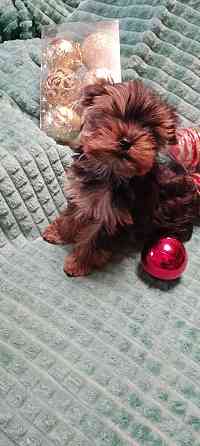 Продаются щенки йорка Донецк