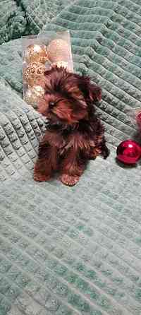 Продаются щенки йорка Донецк