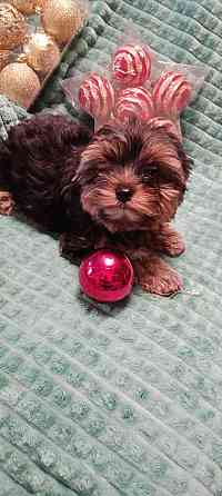 Продаются щенки йорка Донецк