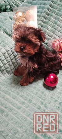 Продаются щенки йорка Донецк - изображение 1