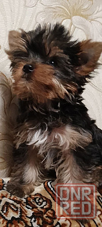 Продаются щенки йорка Донецк - изображение 7