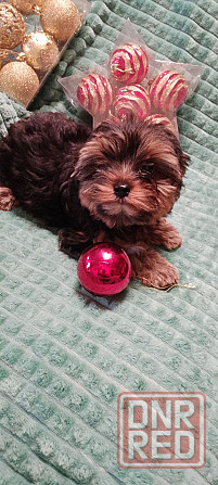 Продаются щенки йорка Донецк - изображение 6