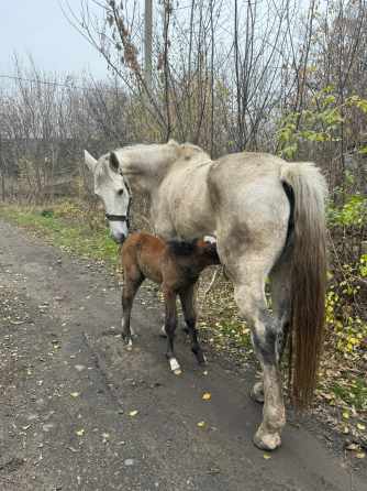 Продам кобылу с кобылкой Макеевка