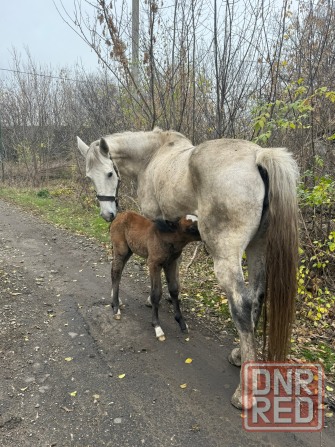 Продам кобылу с кобылкой Макеевка - изображение 1