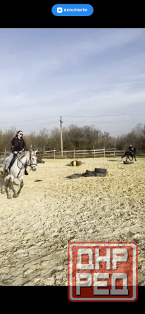 Продам кобылу Макеевка - изображение 1