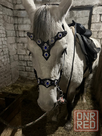 Продам кобылу с кобылкой Макеевка - изображение 2