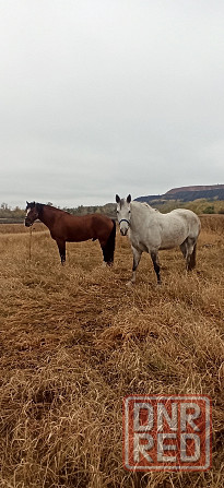 Продам кобылу с кобылкой Макеевка - изображение 3