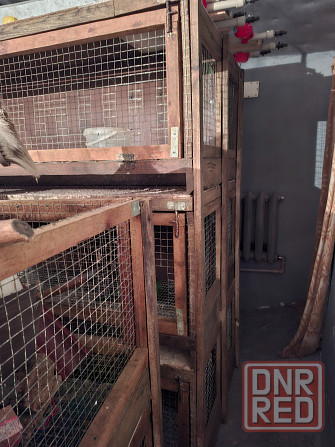 Клетки для бройлеров и перепелов Донецк - изображение 1