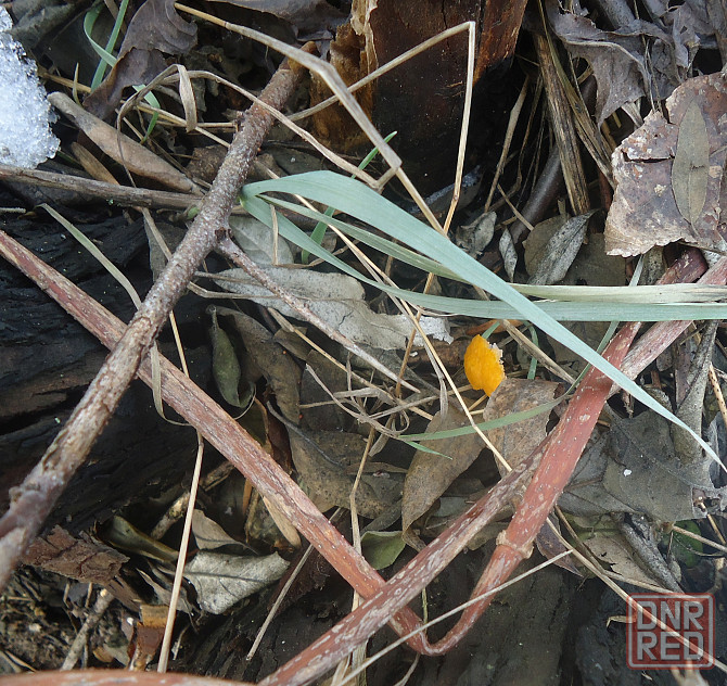 No confession, no case Драма Донецк - изображение 1