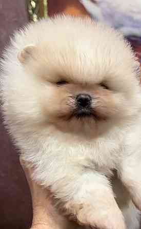 Мальчишки померанского шпица Донецк