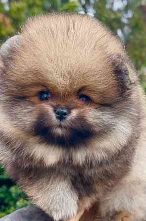 Мальчишки померанского шпица Донецк