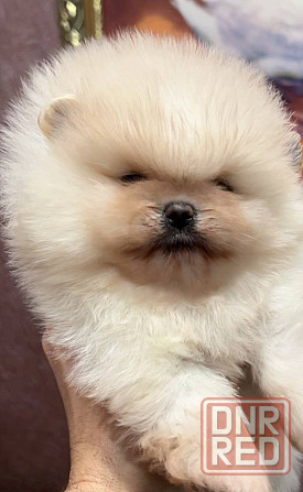 Мальчишки померанского шпица Донецк - изображение 2