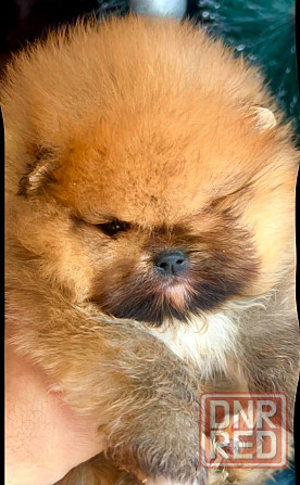 Мальчишки померанского шпица Донецк - изображение 3