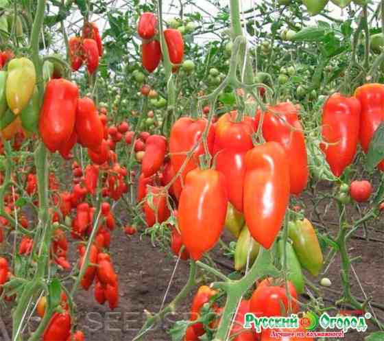 Семена томат Корнабель F1. Макеевка