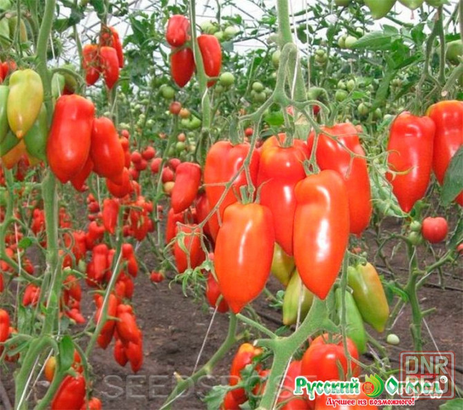 Семена томат Корнабель F1. Макеевка - изображение 1