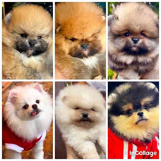 Мальчишки померанцы Донецк