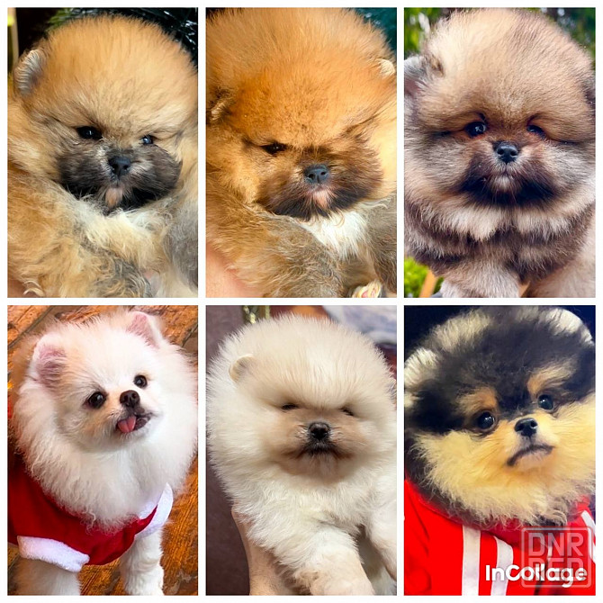 Мальчишки померанцы Донецк - изображение 1