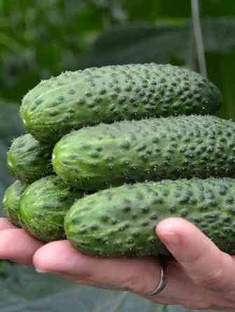 Семена огурца Корвин F1 Макеевка