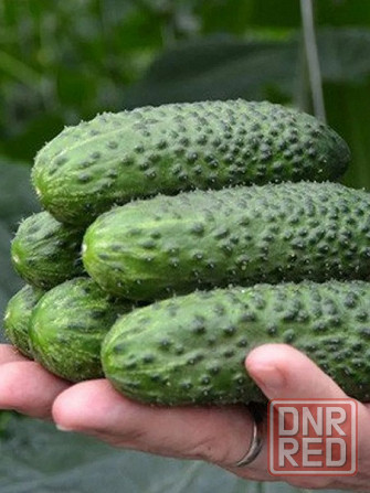 Семена огурца Корвин F1 Макеевка - изображение 1