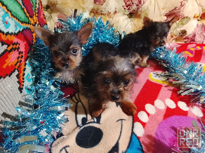 Маленькие йорки Донецк - изображение 1