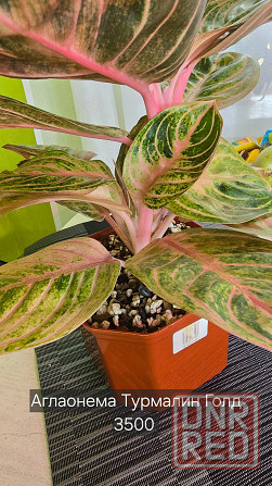 Продам свои комнатные растения Донецк - изображение 1